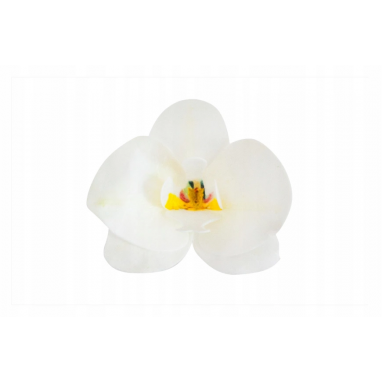 Storczyk waflowy kwiat biały do dekoracji 1 szt